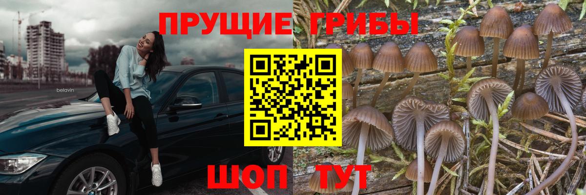 Галлюциногенные грибы GOLDEN TEACHER  где продают наркотики  Новомосковск  Вход с VPN 
